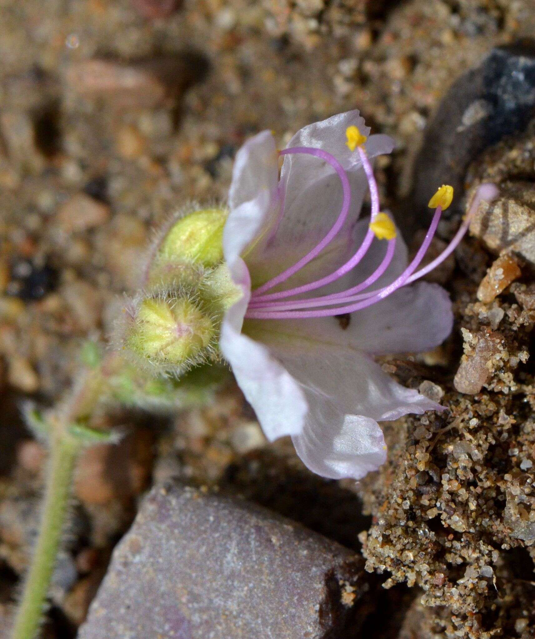 Mirabilis linearis (Pursh) Heimerl resmi