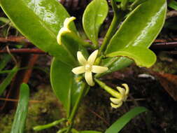 Image of Cyclophyllum fragrans (Schltr. & K. Krause) Mouly