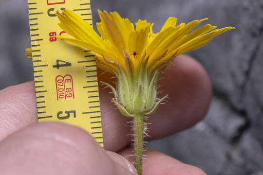 Image of smallflower oxtongue