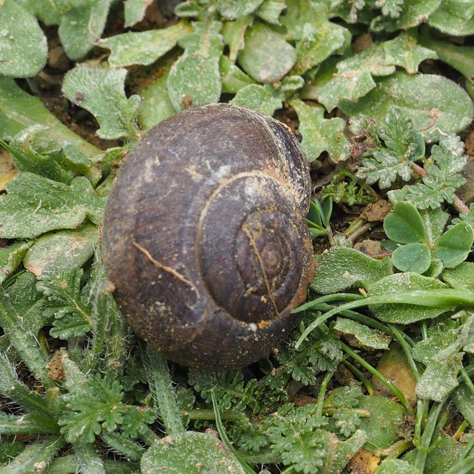 Image of Helminthoglypta nickliniana ramentosa (A. Gould 1856)