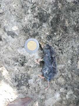 Image of Yucatan Small-eared Shrew