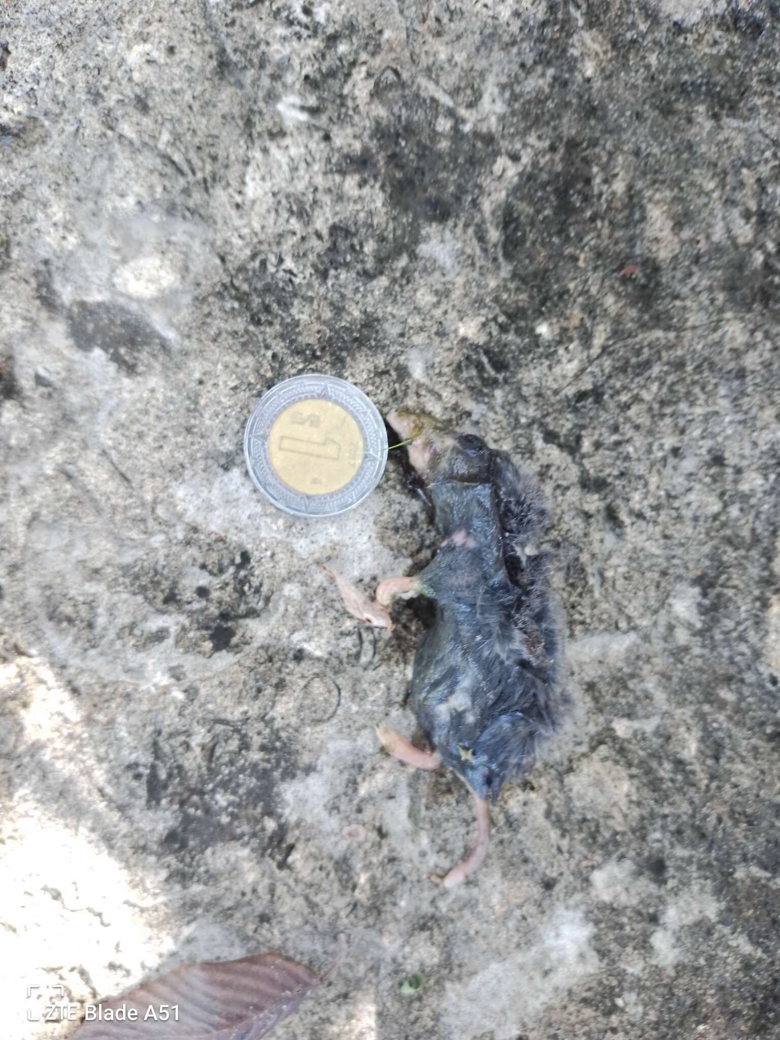 Image of Yucatan Small-eared Shrew