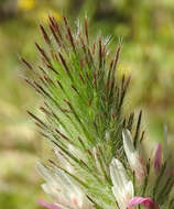Image de Trifolium infamia-ponertii Greuter