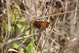 Image de Speyeria zerene behrensii Edwards 1869