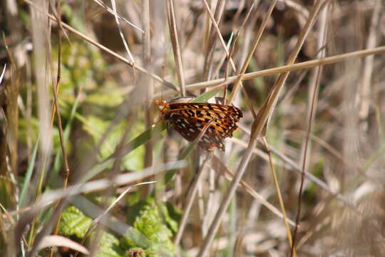 صورة Speyeria zerene behrensii Edwards 1869