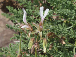 Image of Pelargonium tragacanthoides Burch.