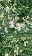 Image of Silene vulgaris subsp. vulgaris