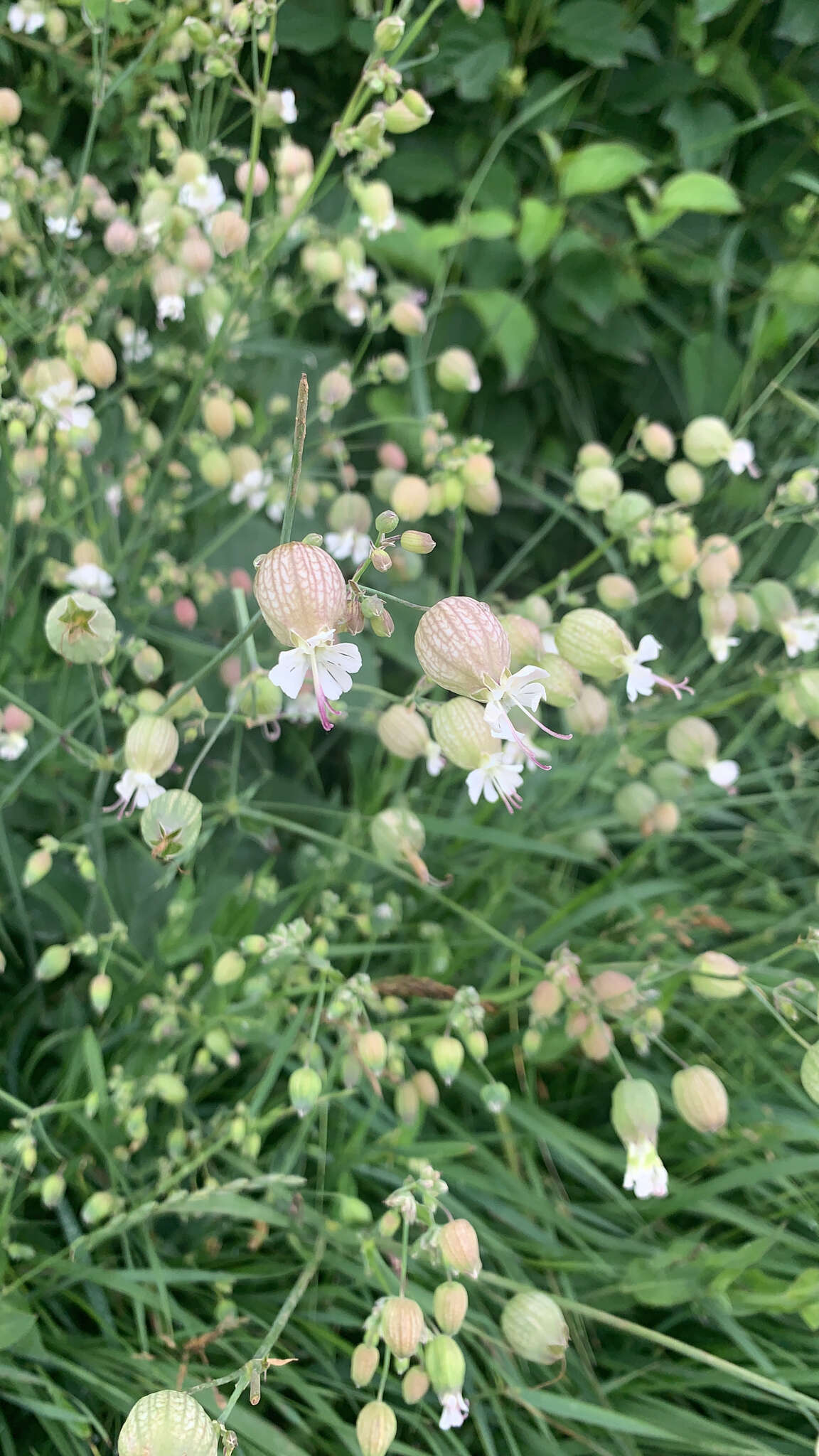 Image of Silene vulgaris subsp. vulgaris