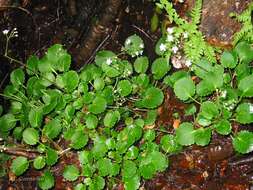 Plancia ëd Saxifraga hirsuta subsp. hirsuta