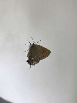 Image of Xami Hairstreak