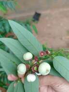 صورة Breynia androgyna (L.) Chakrab. & N. P. Balakr.