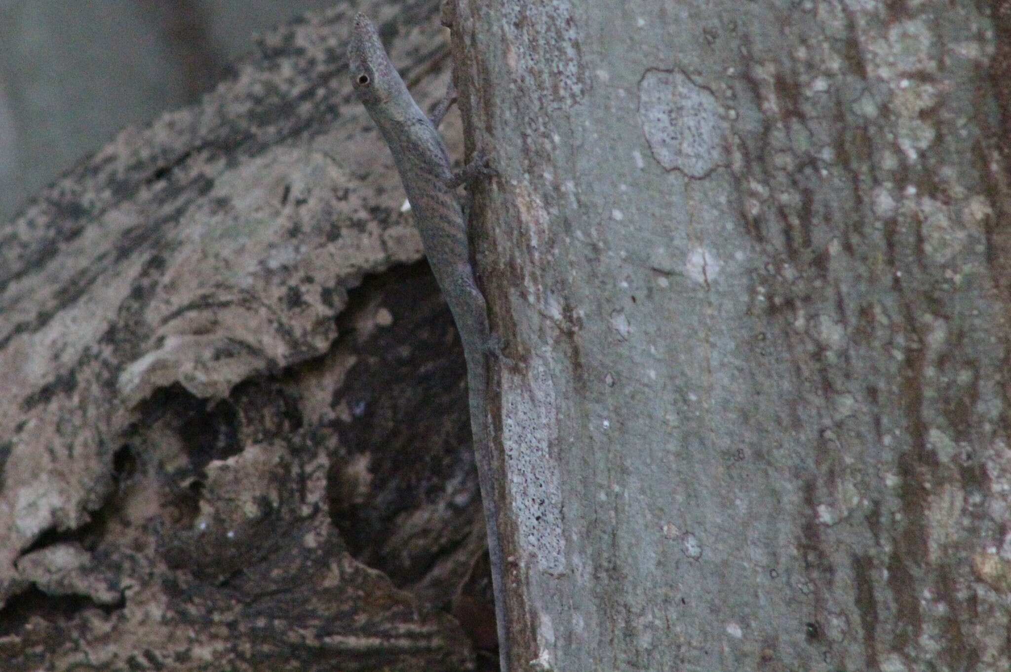 Image of Veronica's  Anole