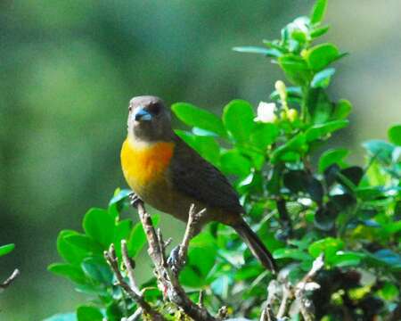 Image de Ramphocelus passerinii costaricensis Cherrie 1891