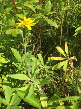 Image de Arnica lanceolata subsp. prima (Maguire) Strother & S. J. Wolf