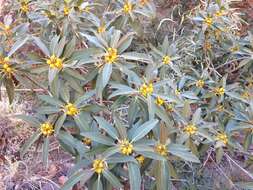 Imagem de Ficus desertorum