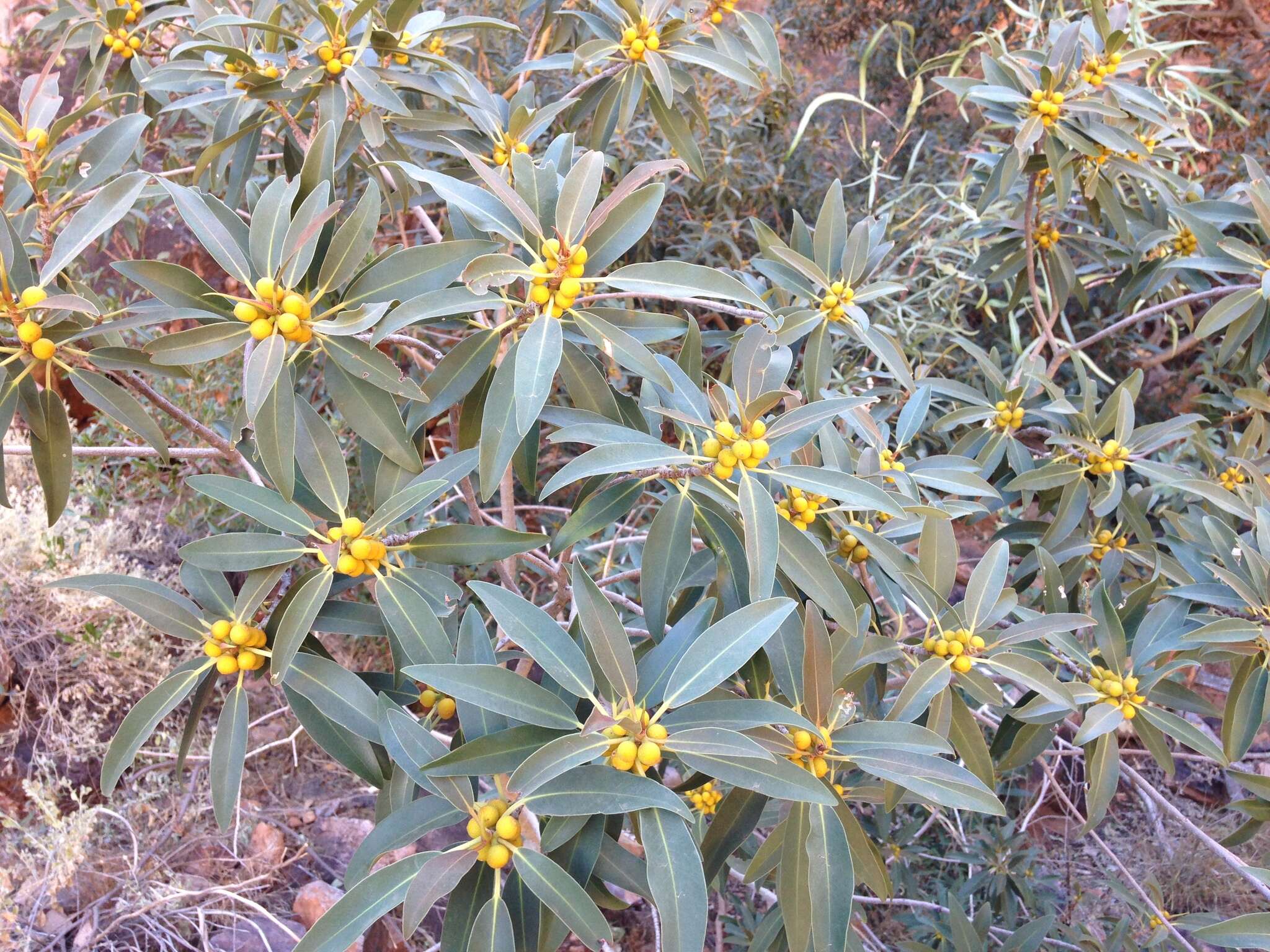 Imagem de Ficus desertorum