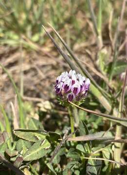 صورة Trifolium barbigerum var. andrewsii A. Gray