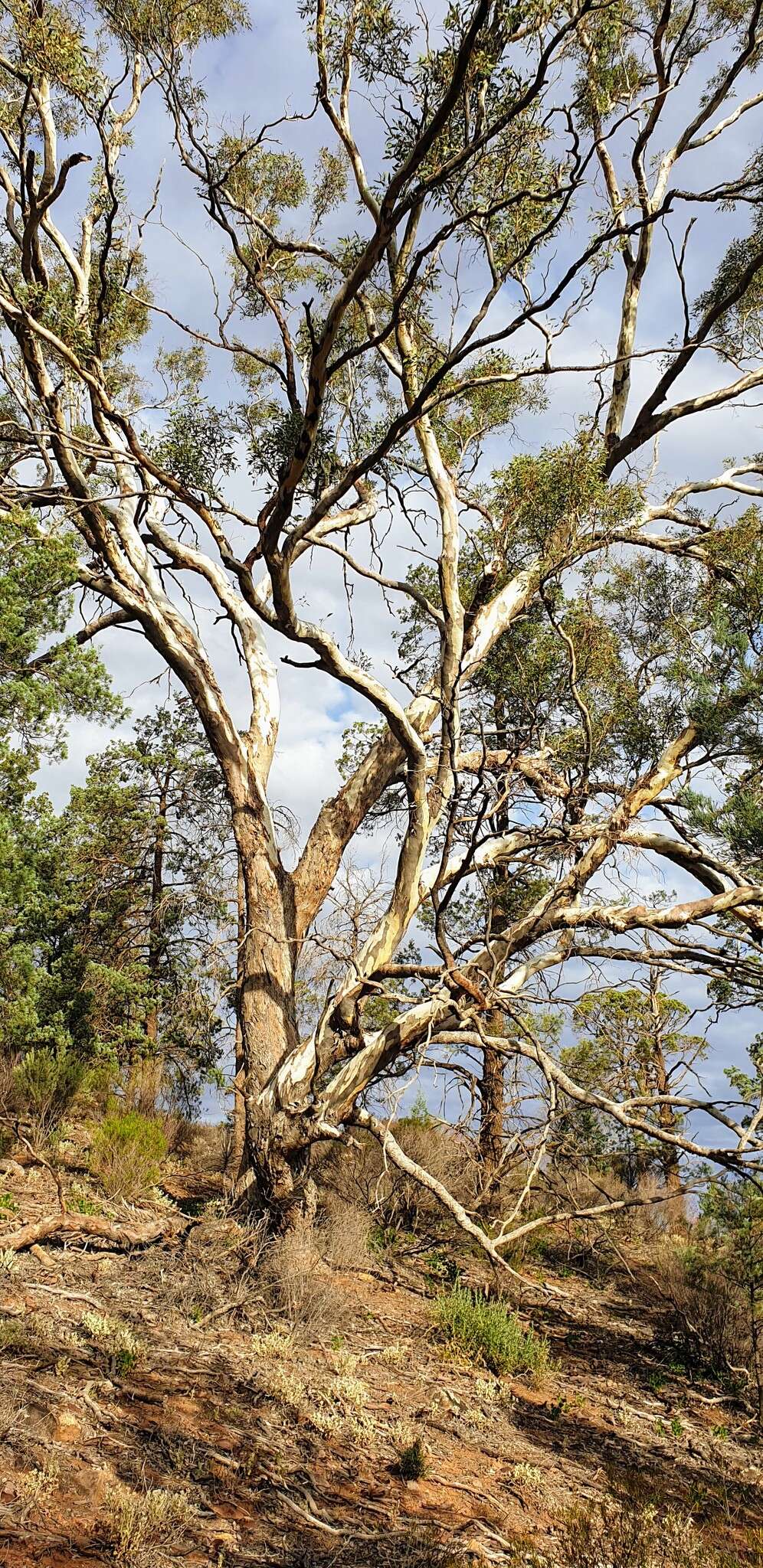 Image of Eucalyptus intertexta R. T. Baker