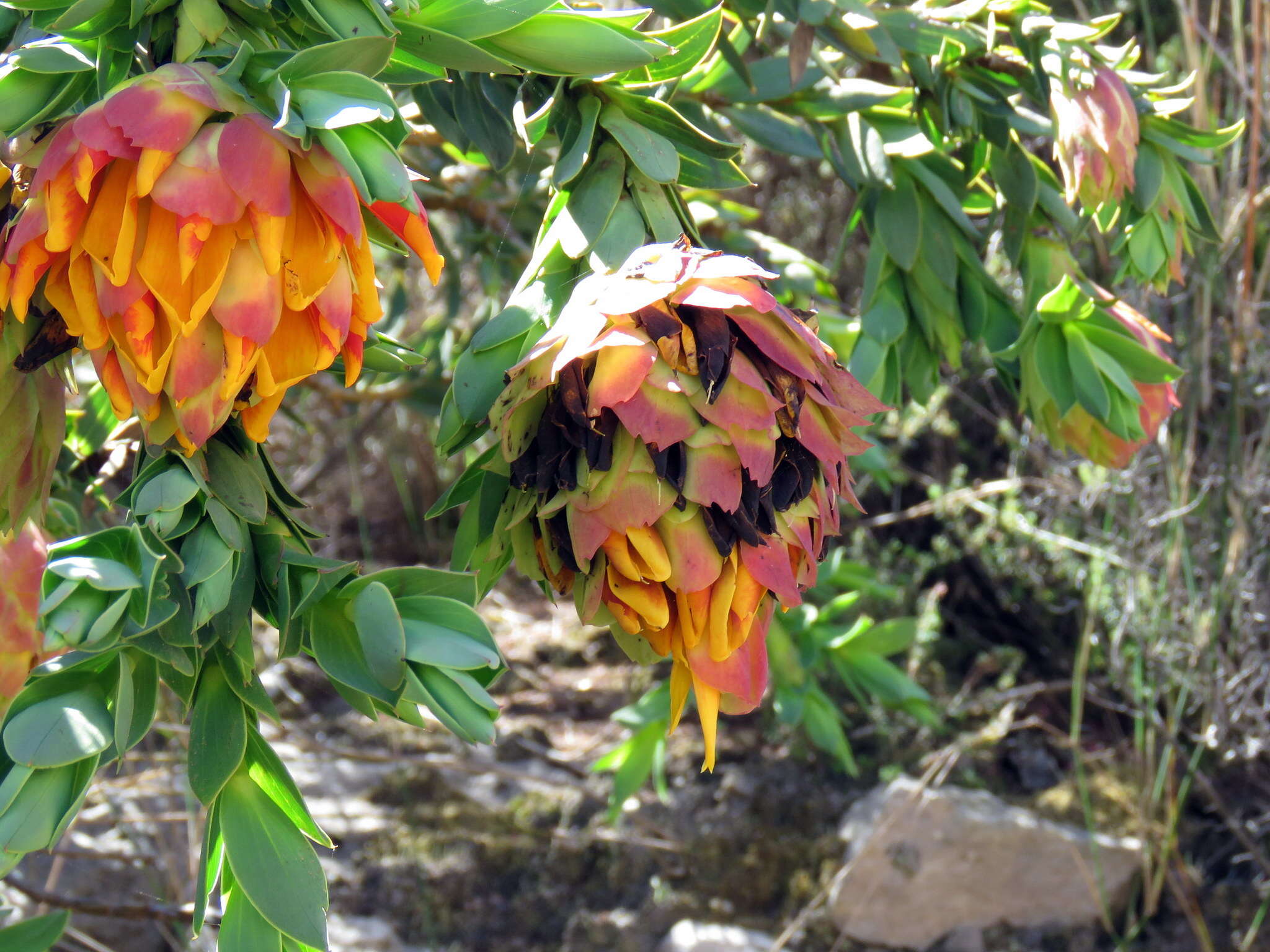 Plancia ëd Liparia splendens subsp. splendens