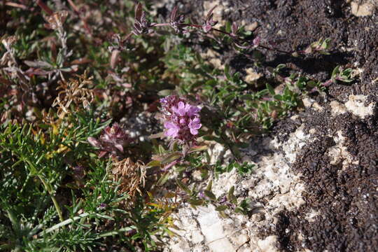 Image of Thymus baicalensis Serg.