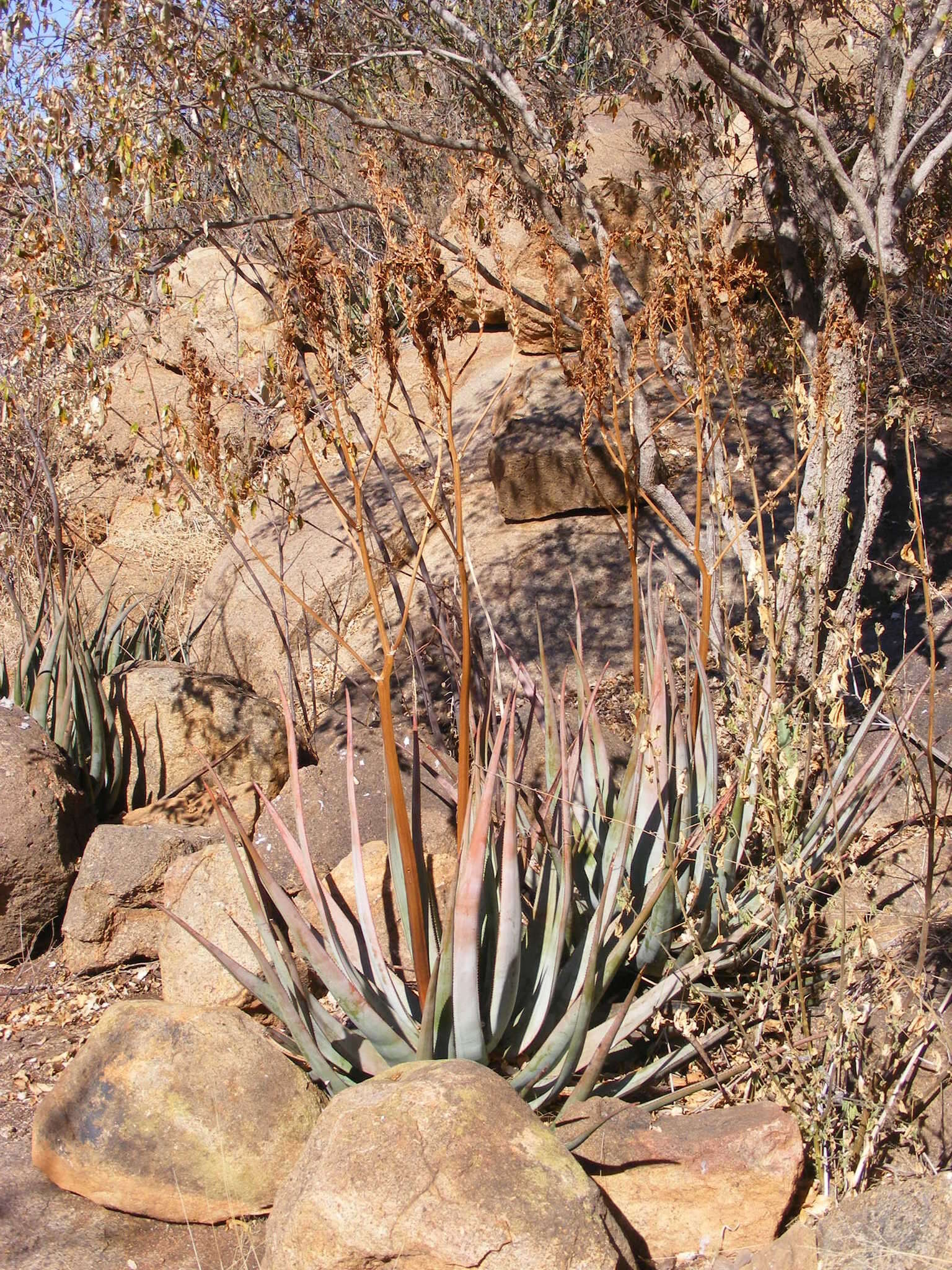 Image of Dr Kirk's aloe