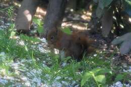 Image de Sciurus subgen. Sciurus Linnaeus 1758