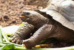 Image of Chatham Island Giant Tortoise