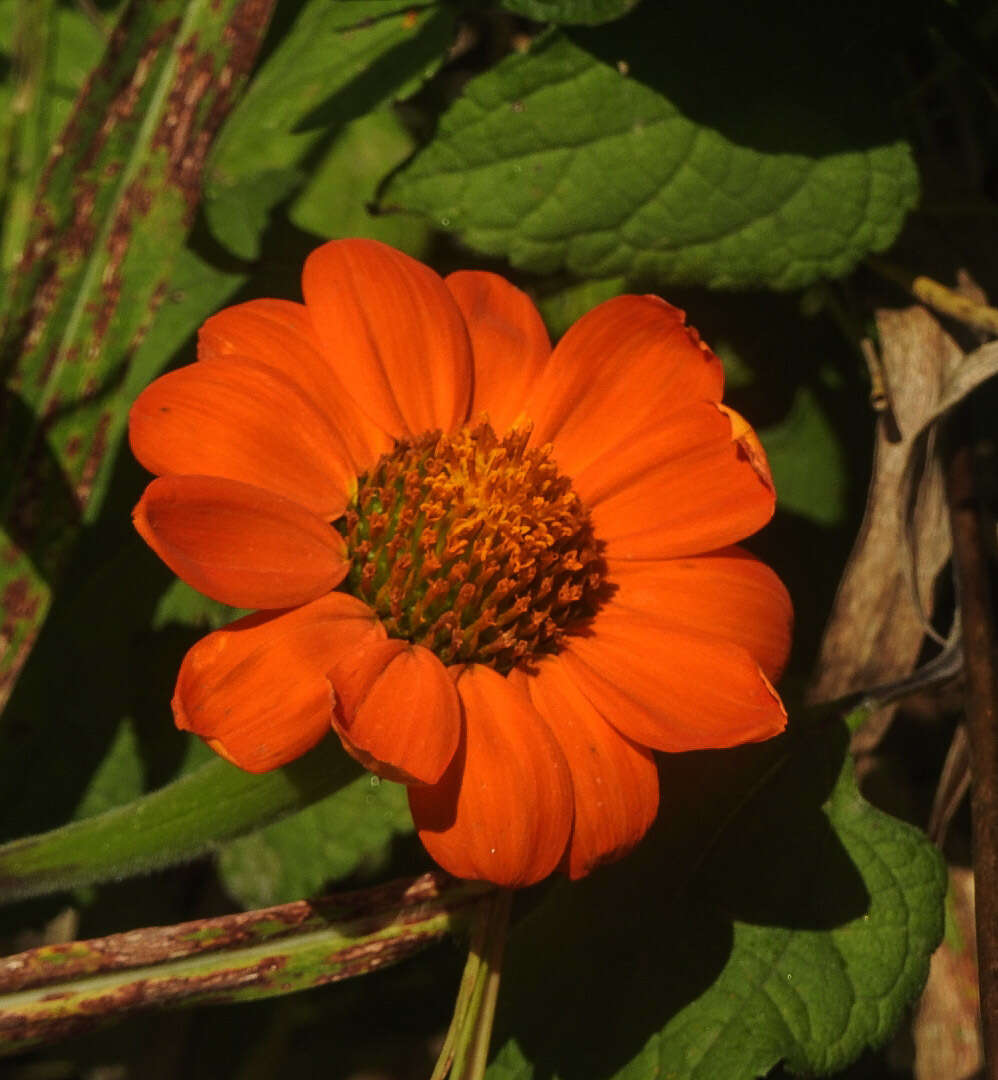 صورة Tithonia rotundifolia (P. Mill.) Blake