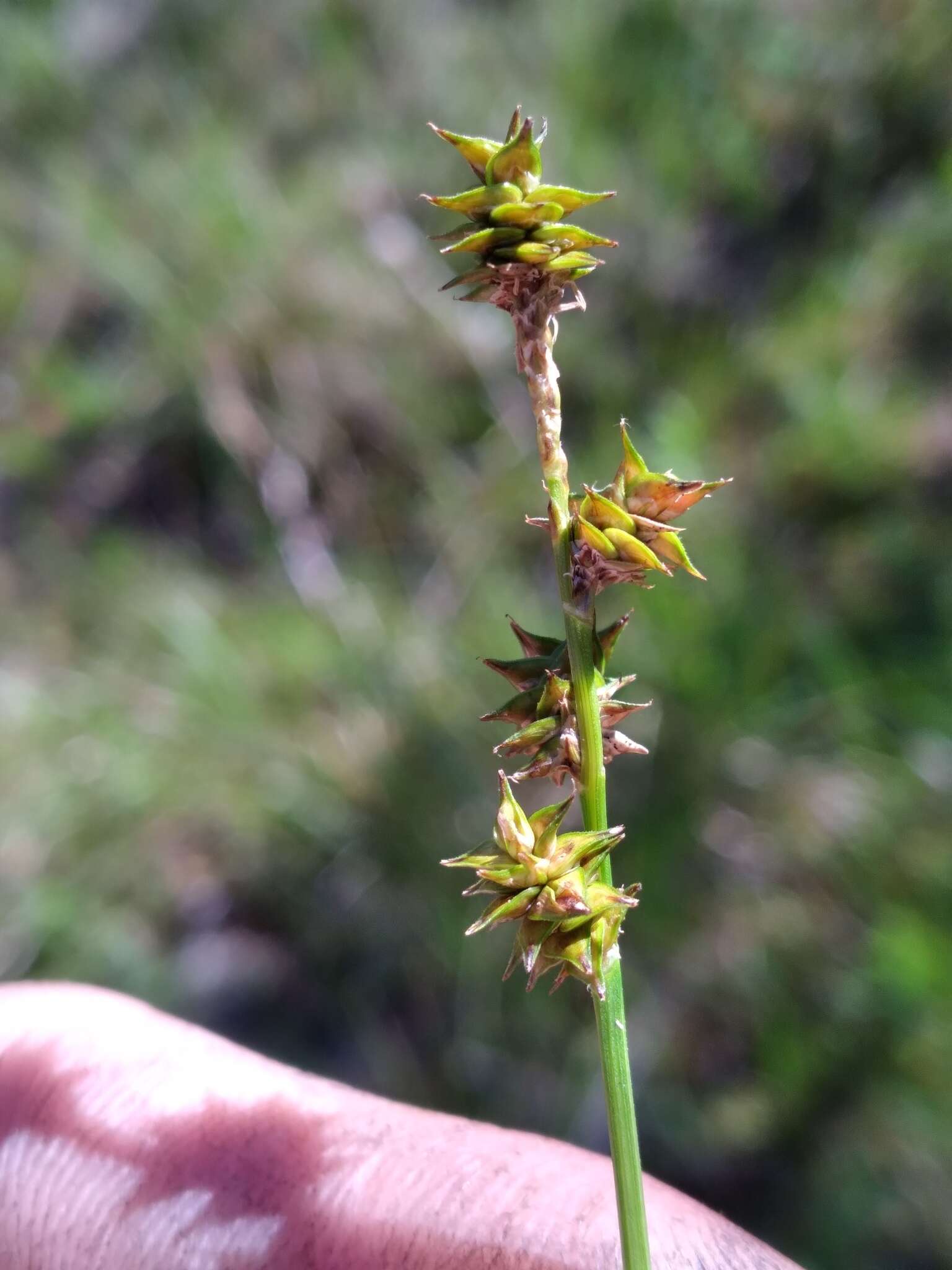 Image of prickly bog sedge