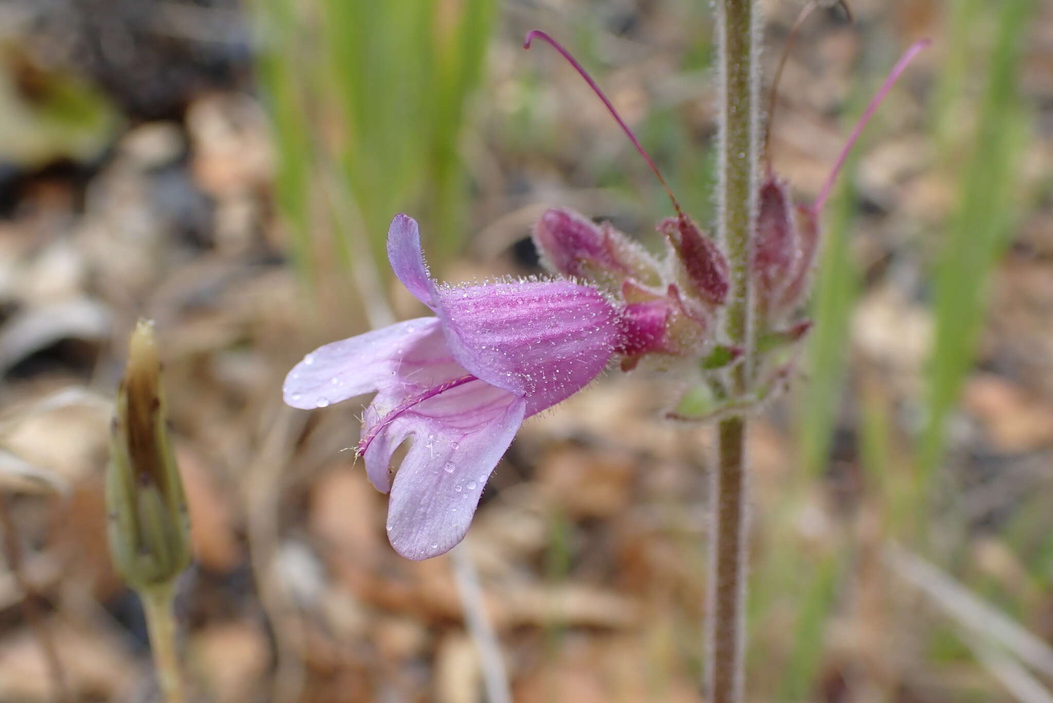 Image of Rattan's beardtongue