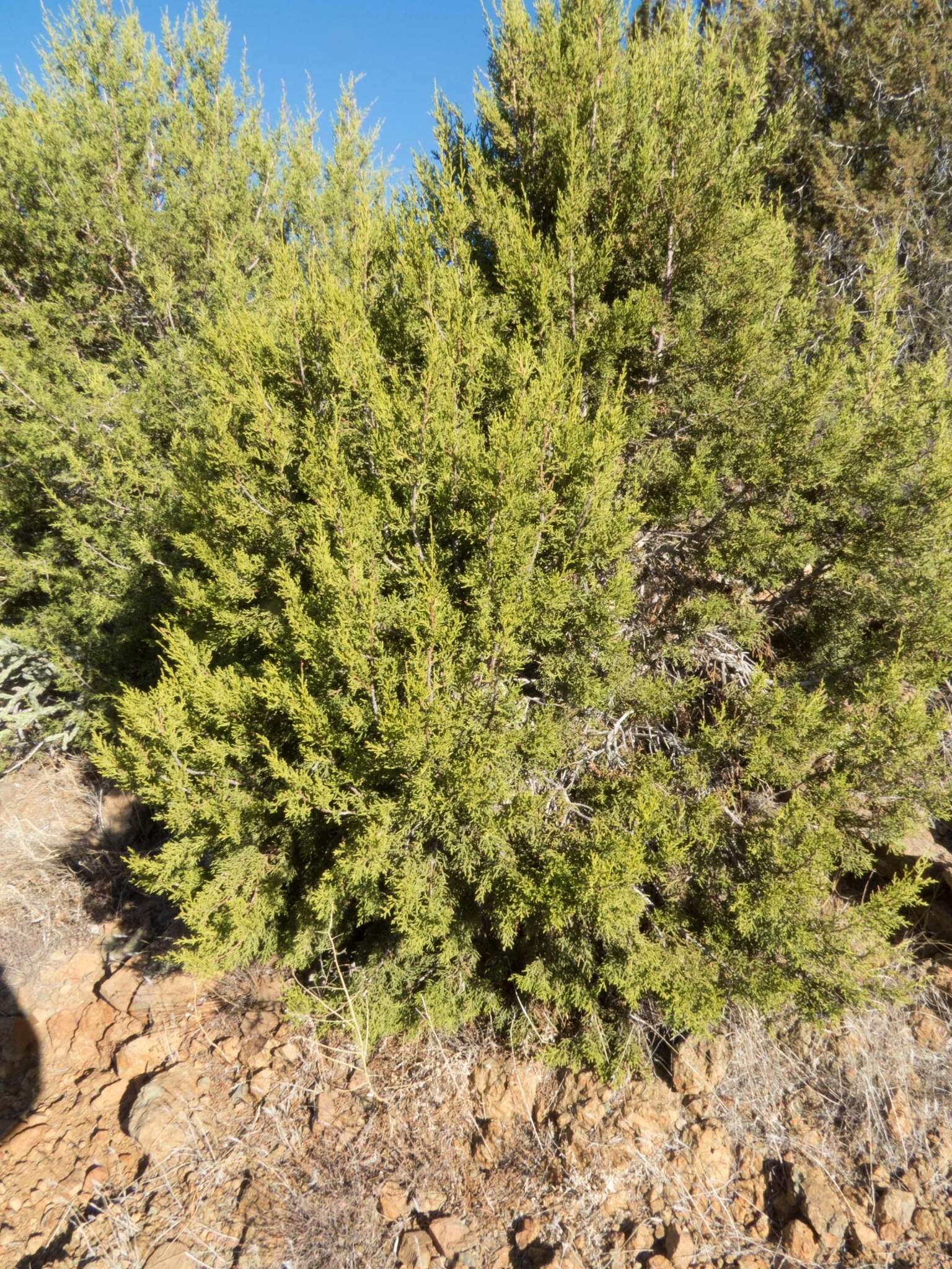 Juniperus coahuilensis (Martínez) Gaussen ex R. P. Adams resmi