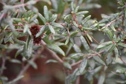 Imagem de Quercus geminata Small