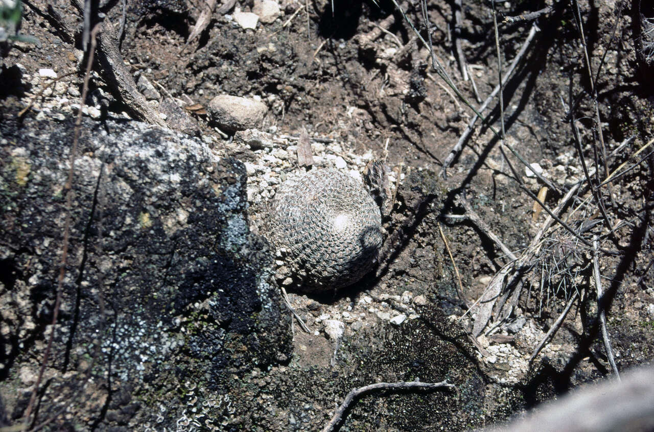 Image de Echinopsis famatimensis (Speg.) Werderm.