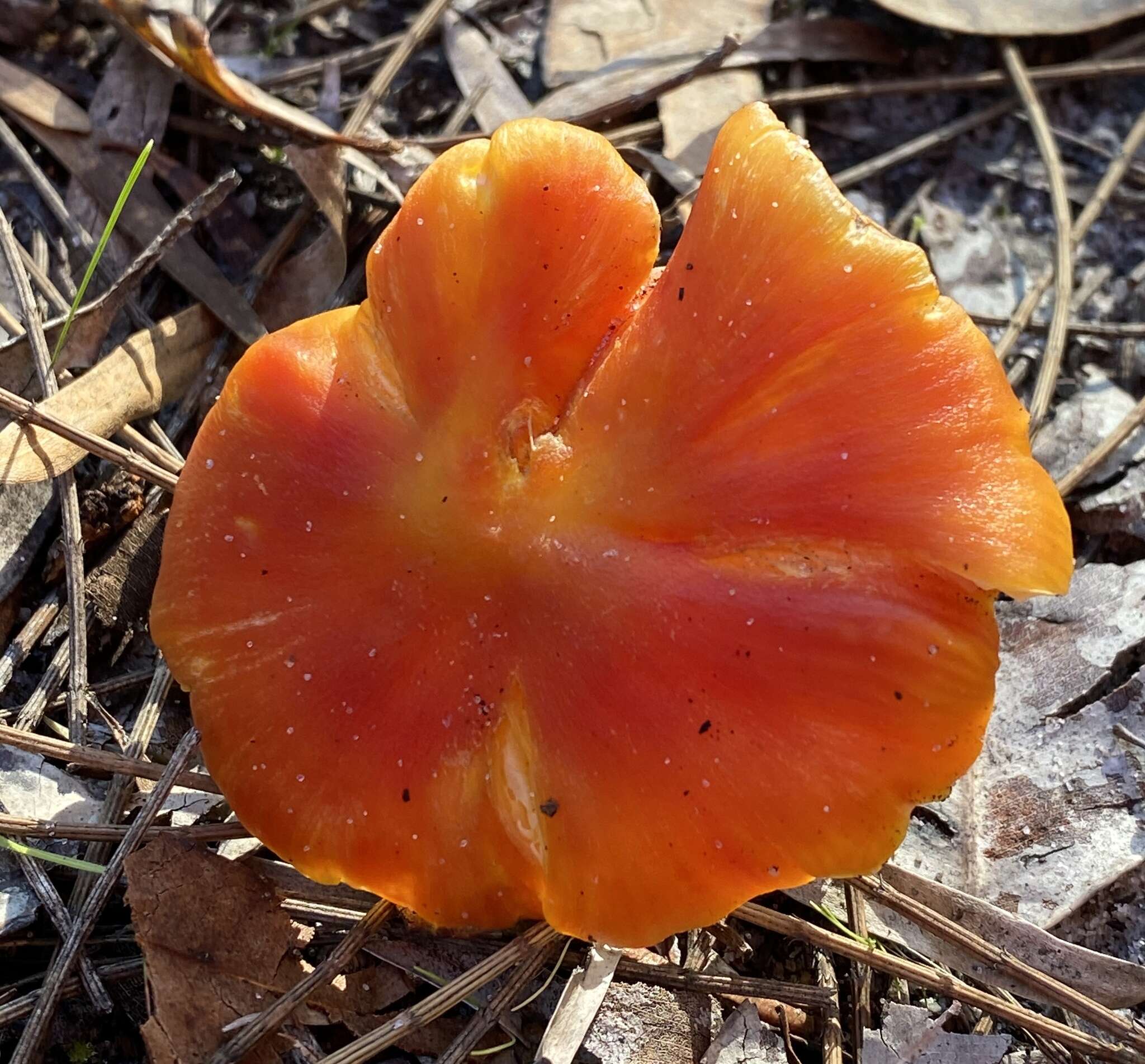 Image of Hygrocybe polychroma Bougher & A. M. Young 1997