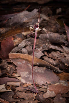 Image of Winter spider orchid