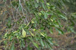 Sivun Helietta parvifolia (Gray ex Hemsl.) Benth. kuva