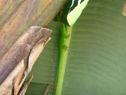 Image of Giant Madagascar Day Gecko