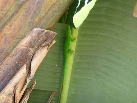 Plancia ëd Phelsuma grandis Gray 1870