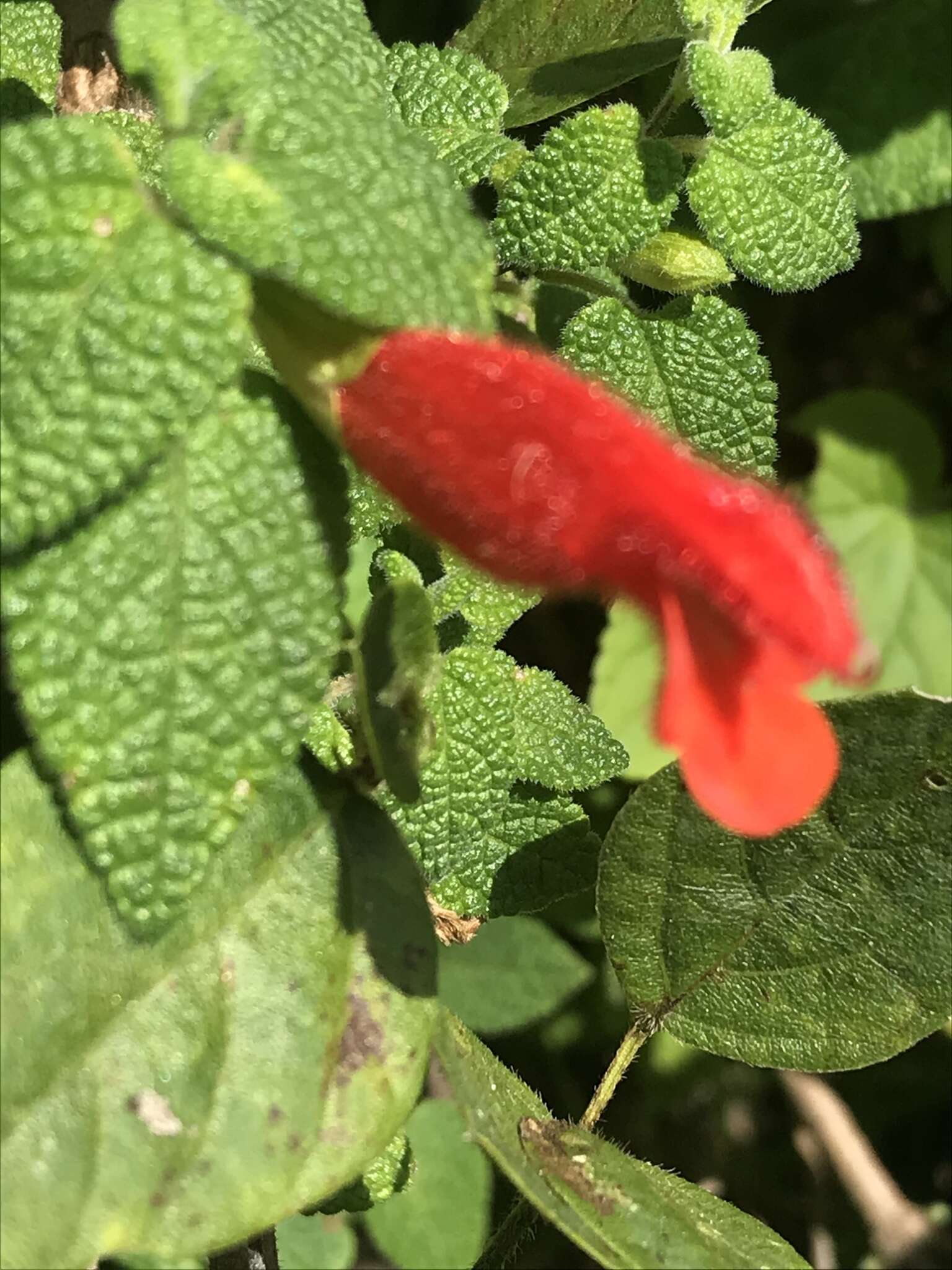 Imagem de Salvia disjuncta Fernald