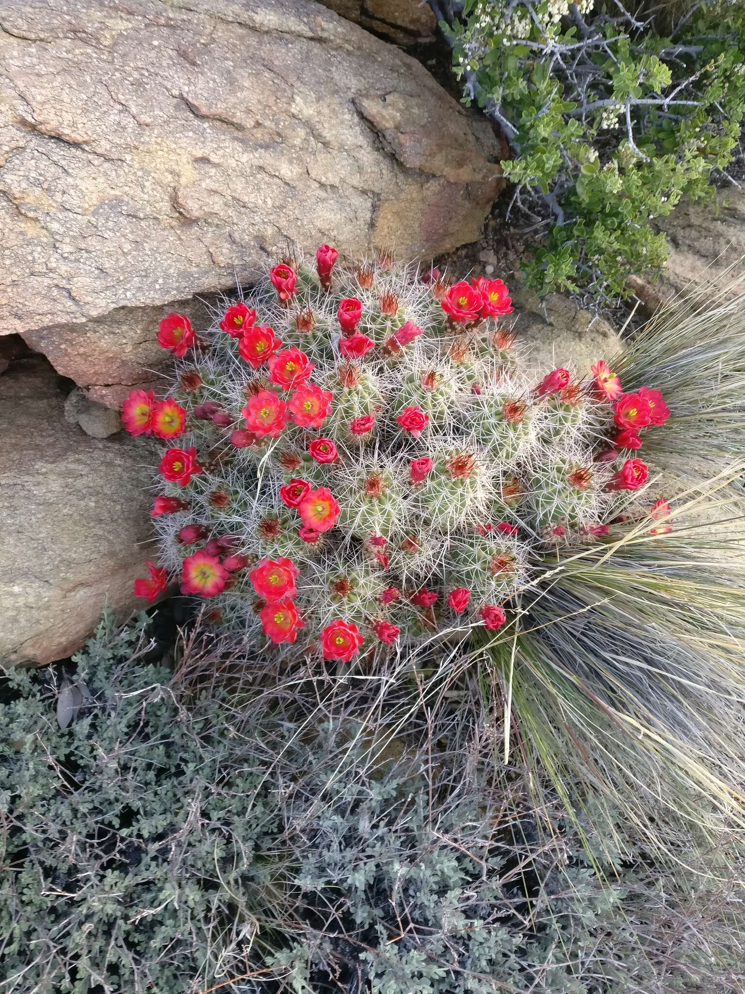 Image of <i>Echinocereus bakeri</i>