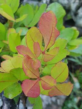 Image of Searsia tumulicola (S. Moore) Moffett