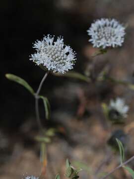 Image of desert monardella