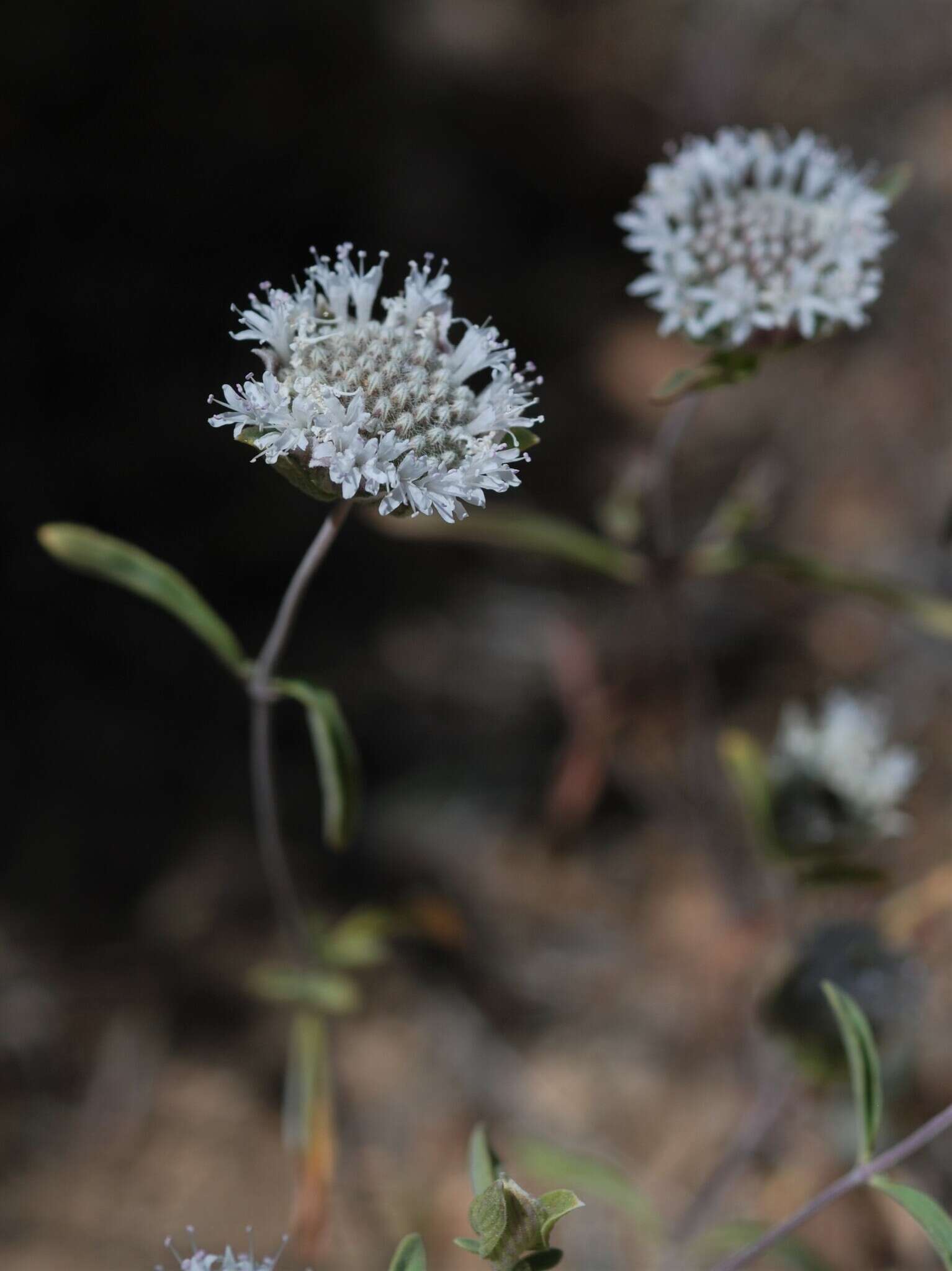 Image de Monardella exilis (A. Gray) Greene