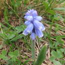 Imagem de Pseudomuscari coeruleum (Losinsk.) Garbari