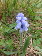 Слика од Pseudomuscari coeruleum (Losinsk.) Garbari