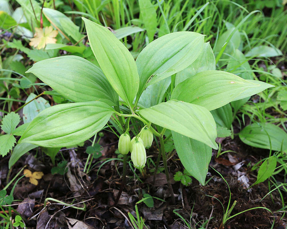 Image of Polygonatum acuminatifolium Kom.