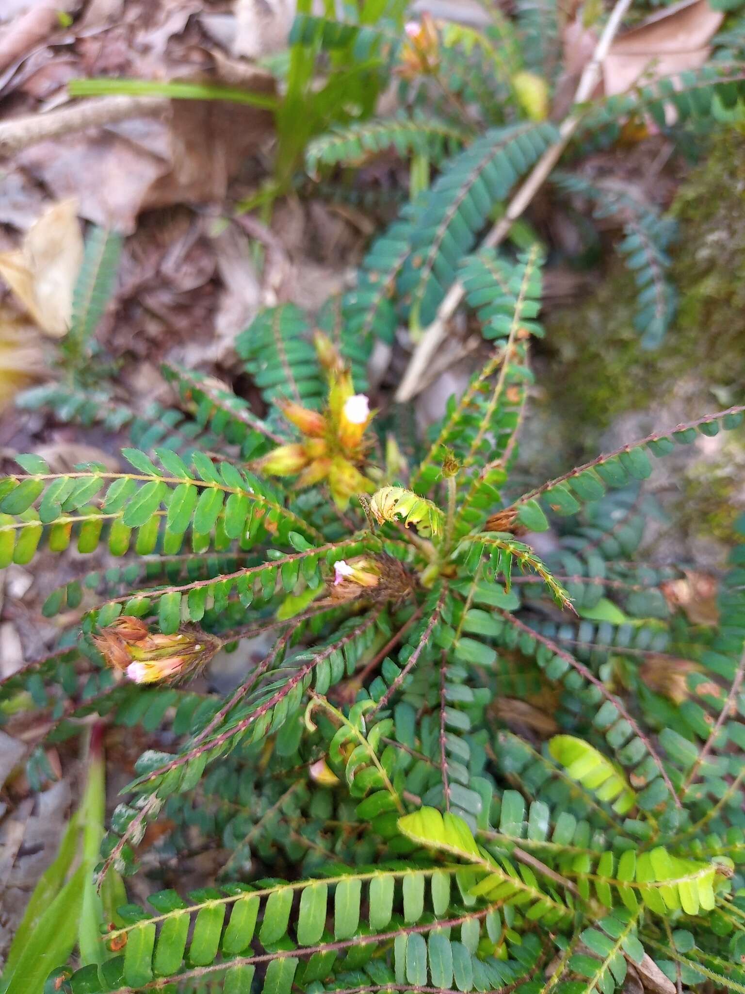 Image de Biophytum dendroides (Kunth) DC.