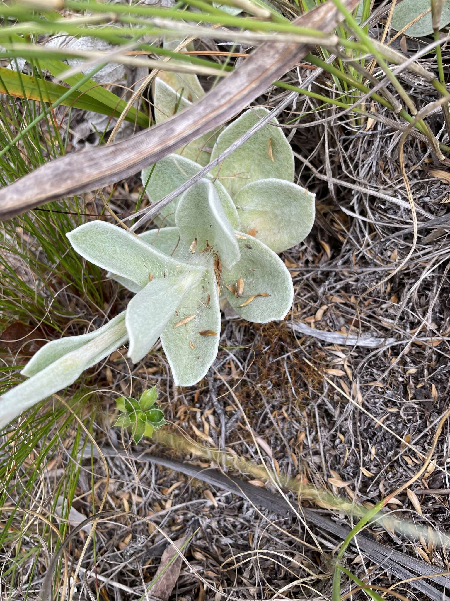 Слика од Helichrysum grandiflorum (L.) D. Don