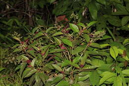 Image of Aciotis purpurascens (Aubl.) Triana