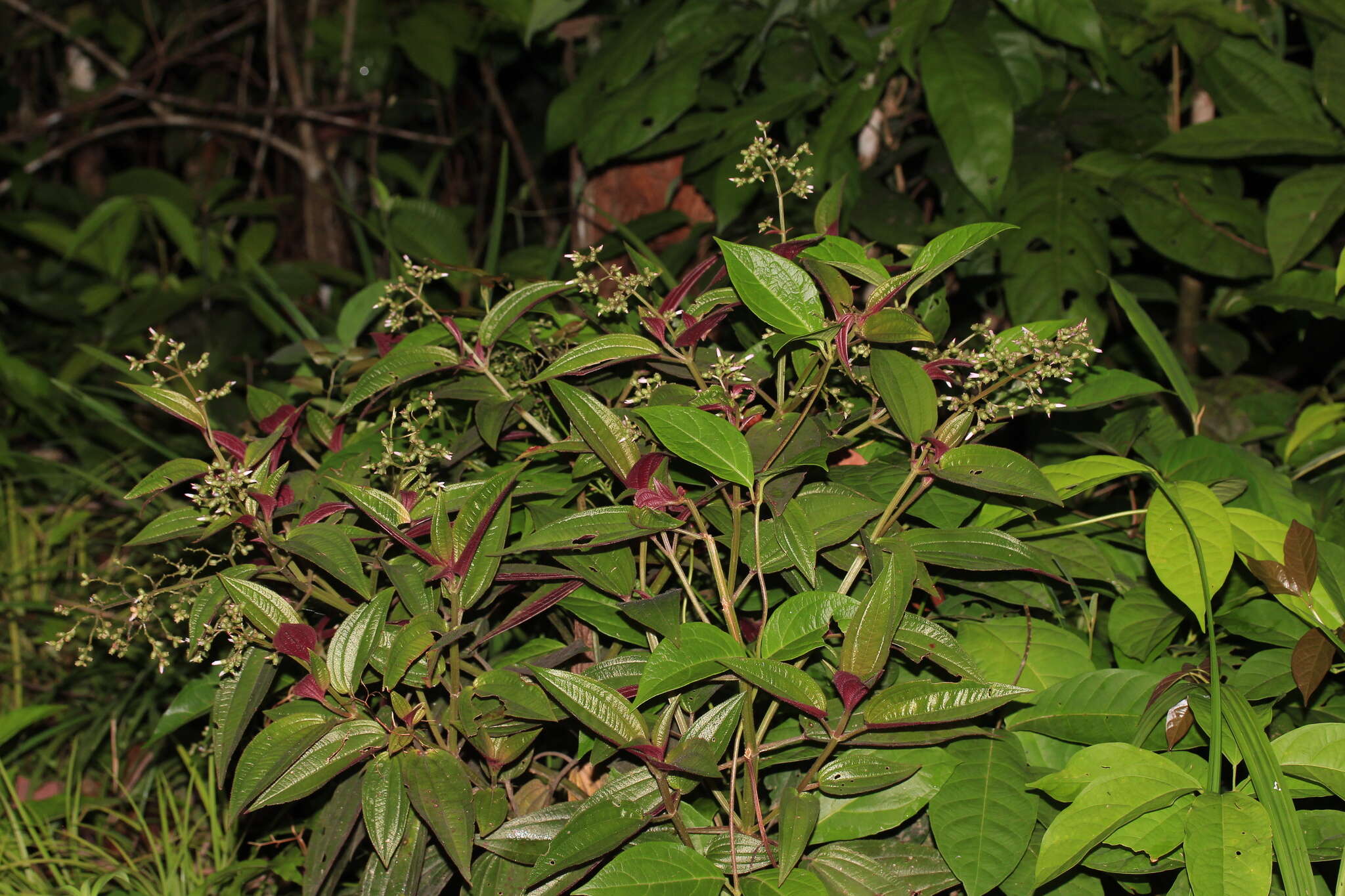 Image of Aciotis purpurascens (Aubl.) Triana